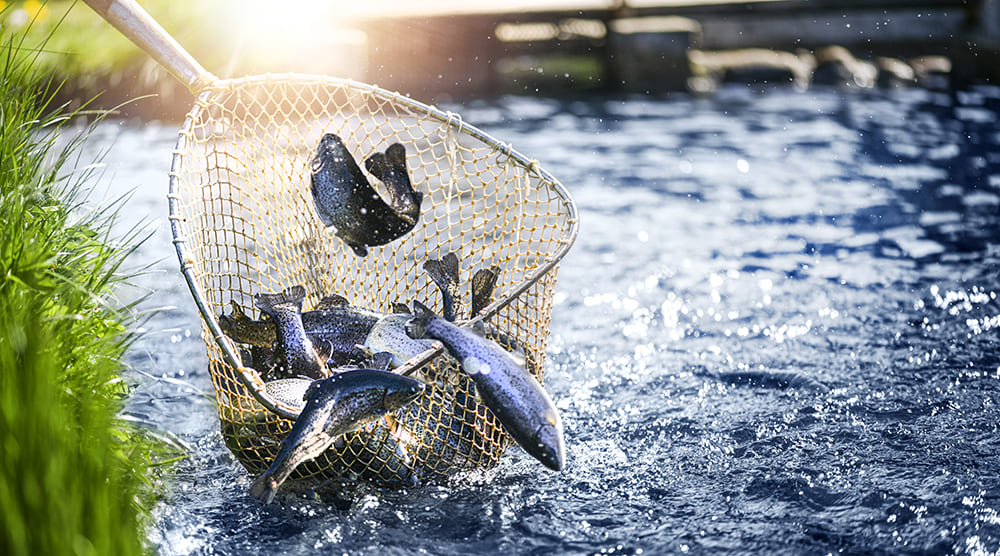 Платная рыбалка в Астрахани